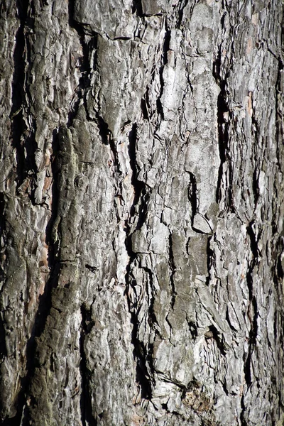 Çam Ağacının Gövdesi Ağaç Kabuğunun Yüzeyi — Stok fotoğraf
