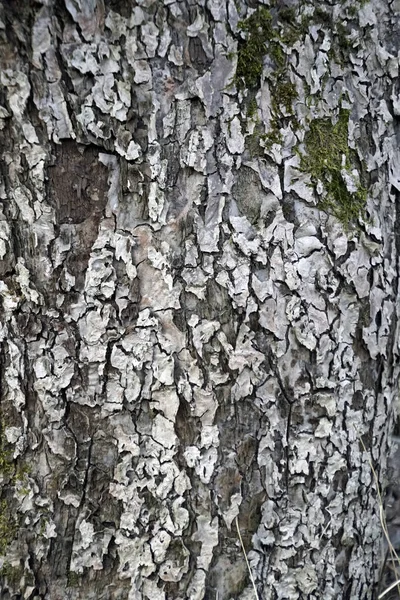 Kůra Jabloně Dřevitá Struktura Povrchu Rostliny — Stock fotografie