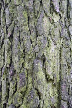               Ağaç gövdesine havla. Çam bitkisi. Üstü liken kaplıydı. Bahar                 