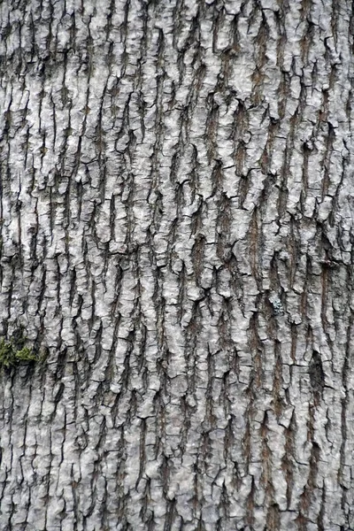 木の樹皮の質感 メープル 森の中の植物トランク — ストック写真