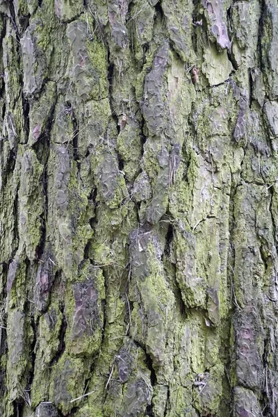               Ağaç gövdesine havla. Çam bitkisi. Üstü liken kaplıydı. Bahar                 