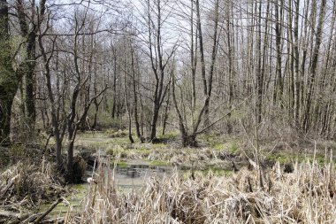        Manzara. Bahar. Nisan 'da parlak bir gökyüzü. Ağaçlar, çalılar ve ilk yapraklar. Güneş ve gündüz.                        