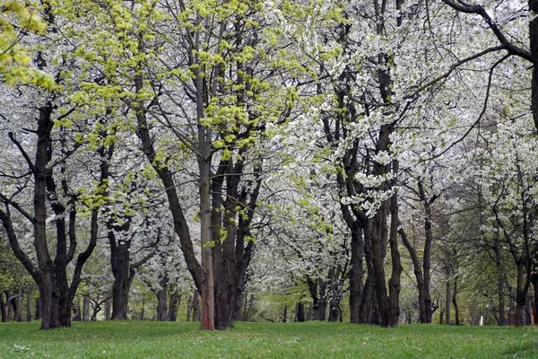 公園内の古い大きな木の花 — ストック写真
