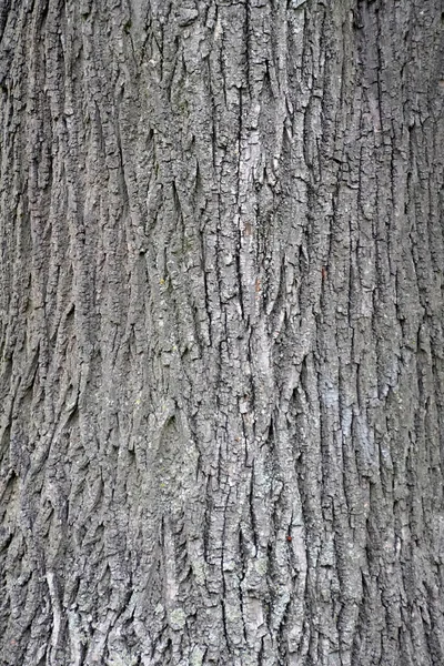 Υφή Φλοιού Κορμό Δέντρου Φυτό Λίντεν Γραφικά Της Φύσης Άνοιξη — Φωτογραφία Αρχείου