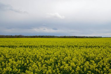      Kırsal alan. Mayıs ayında sarı ırz tohumları tarlası. Kötü bir gün. Yatay çekim.                           