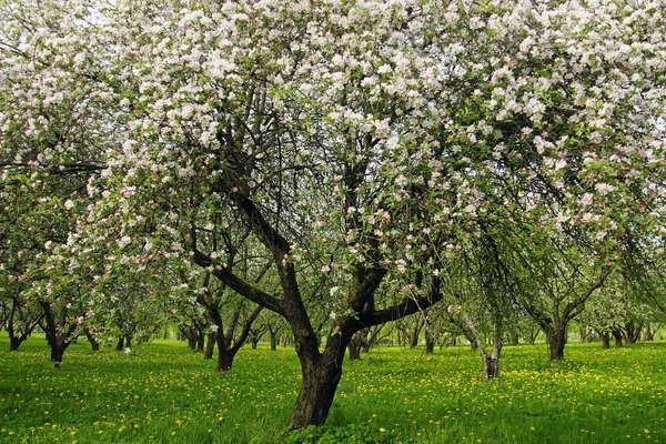 Дерево Яблоневом Саду Время Цветения Мае Цветущий Сад Весной — стоковое фото