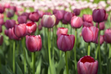 Renkli taze bahar Lale çiçek doğa manzara arka plan