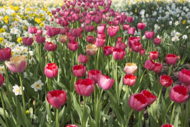 Renkli taze bahar Lale çiçek doğa manzara arka plan