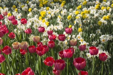 Renkli taze bahar Lale çiçek doğa manzara arka plan