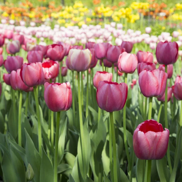 Primavera fresca colorido tulipas flores natureza paisagem fundo — Fotografia de Stock
