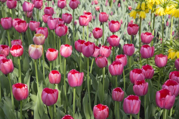 Primavera fresca colorido tulipas flores natureza paisagem fundo — Fotografia de Stock