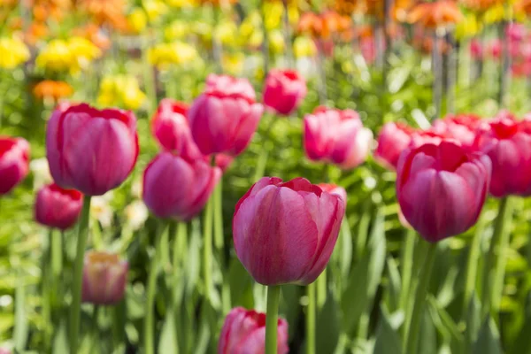 Színes friss tavaszi tulipán virágok természetvédelmi táj háttér — Stock Fotó