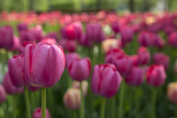 Színes friss tavaszi tulipán virágok természetvédelmi táj háttér — Stock Fotó