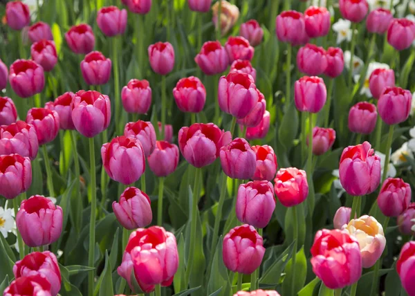 Színes friss tavaszi tulipán virágok természetvédelmi táj háttér — Stock Fotó