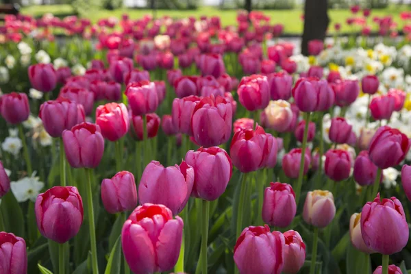 Primavera fresca colorido tulipas flores natureza paisagem fundo — Fotografia de Stock