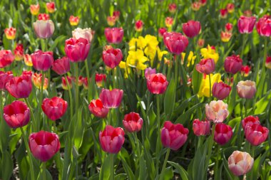 Renkli taze bahar Lale çiçek doğa manzara arka plan