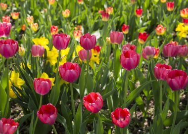Renkli taze bahar Lale çiçek doğa manzara arka plan
