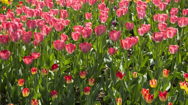 Színes friss tavaszi tulipán virágok természetvédelmi táj háttér — Stock Fotó