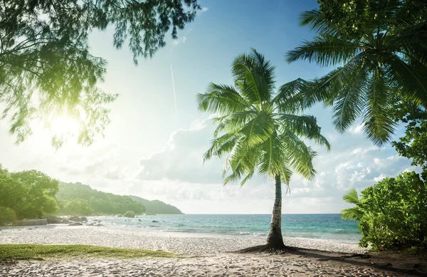 Anse lazio beach, praslin Adası, Seyşel Adaları — Stok fotoğraf