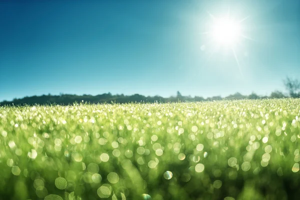 Morgon dagg på grönt gräs — Stockfoto