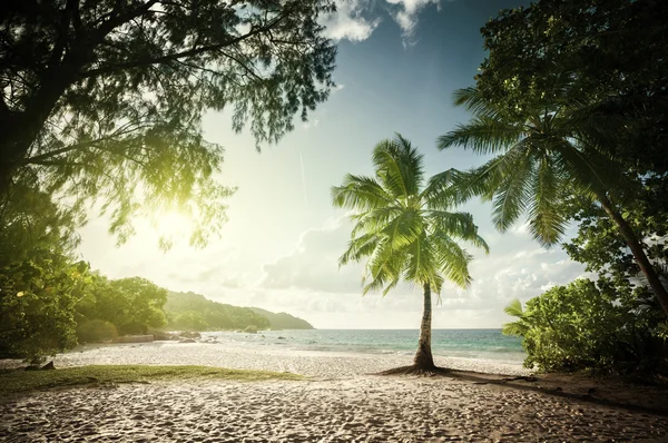 Anse lazio strand, eiland praslin, Seychellen — Stockfoto