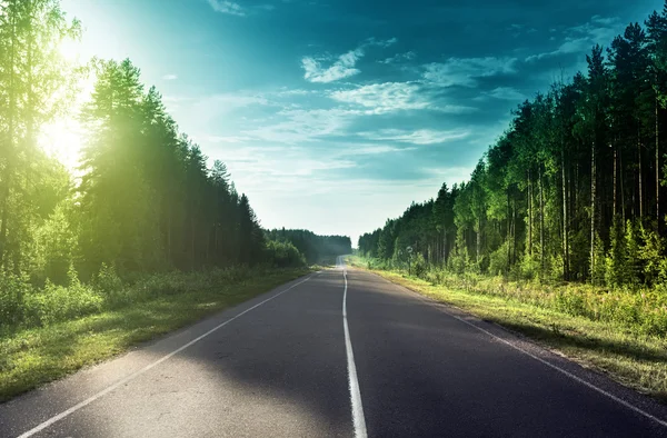 Estrada na floresta ensolarada — Fotografia de Stock