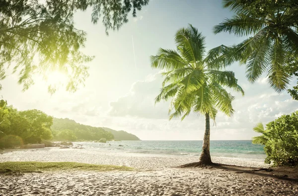 Анс Лаціо пляжу острова Праслен, Сейшельські острови — стокове фото