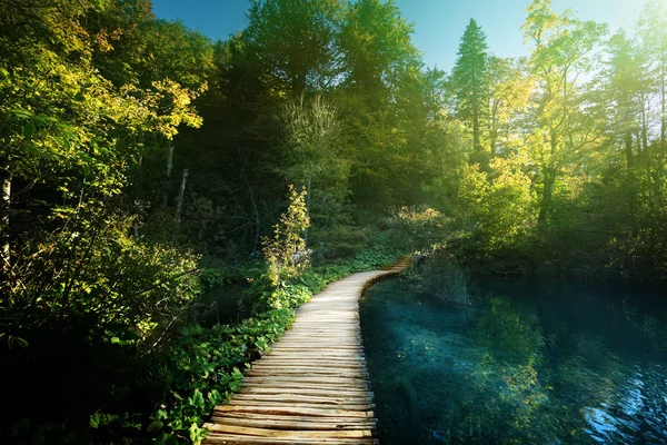 Way in forest, Croatia, Plitvece — Stock Photo, Image