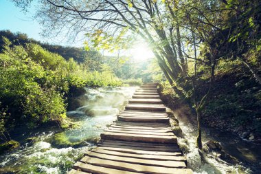 şekilde orman, Plitvice Gölleri, Hırvatistan