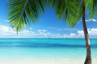 Caribbean beach, Domonican Cumhuriyeti