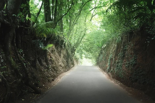 Straße im Dschungel der Seychellen — Stockfoto