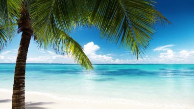 Caribbean beach ve Hindistan cevizi hurma yaprakları