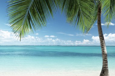 Caribbean beach ve Hindistan cevizi hurma yaprakları