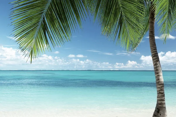 Карибському пляжі і листя кокосова Пальма — стокове фото