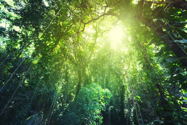 Selva da ilha de La Digue, Seychelles — Fotografia de Stock