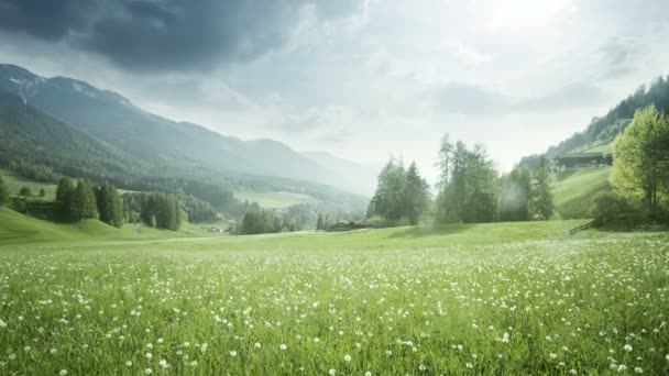 Dolomitler 'de bahar karahindiba tarlası, Güney Tyrol, İtalya — Stok video