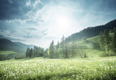 Dolomitler 'de bahar karahindiba tarlası, Güney Tyrol, İtalya