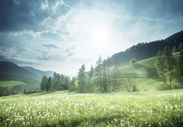 Campo de dientes de león de primavera en Dolomitas, Tirol del Sur, Italia —  Fotos de Stock