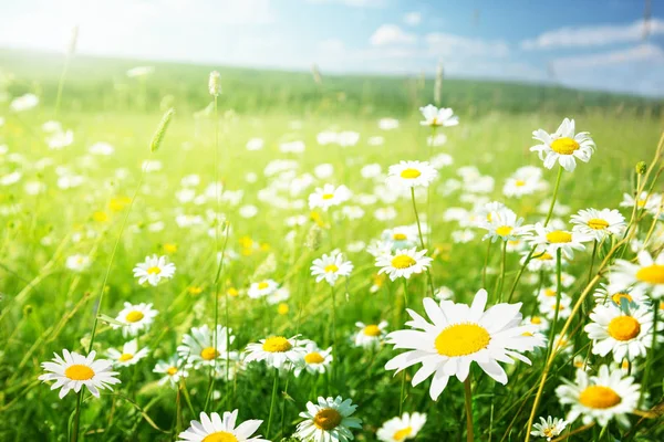 Champ de fleurs de marguerite — Photo