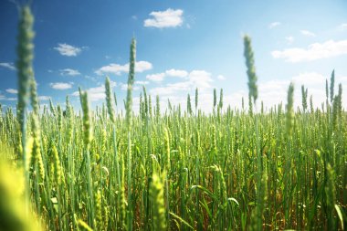 Çavdar ve güneşli bir gün