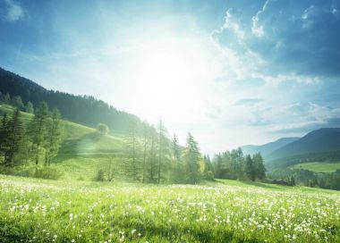 Dolomitler 'de bahar karahindiba tarlası, Güney Tyrol, İtalya