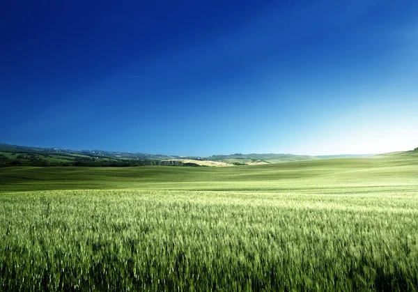 Campo verde de trigo na Toscana, Itália — Fotografia de Stock