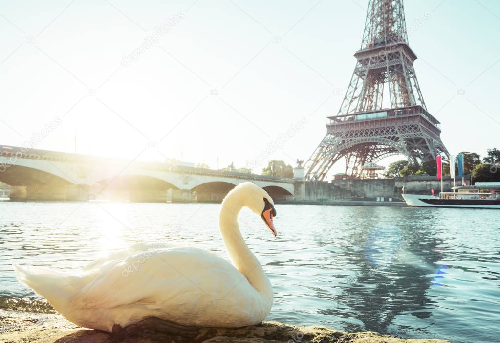 white swan and Eiffel tower, Paris. France