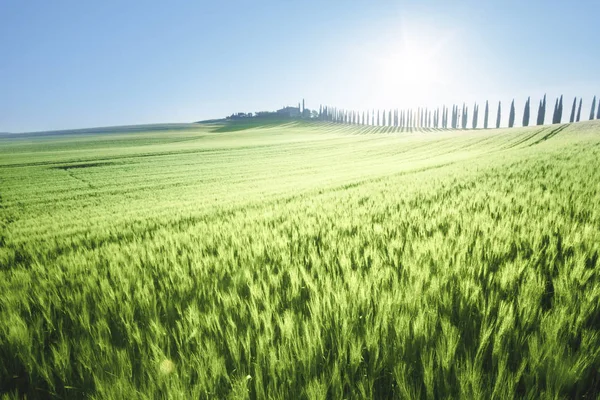 Zelené pole pšenice a farm house, Toskánsko, Itálie — Stock fotografie