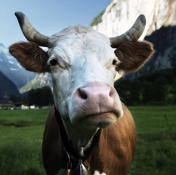 Vache sur les Alpes. Région de Jungfrau, Suisse — Photo