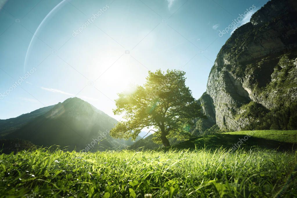 Idyllic landscape in the Alps, tree, grass and mountains, Switze