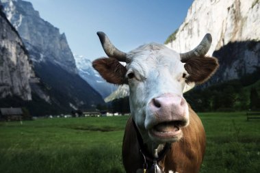 İnek Alpler üzerinde. Jungfrau bölge, İsviçre