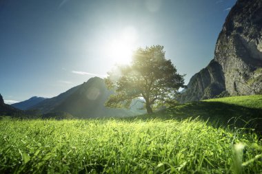 Alpler, ağaç, ot ve dağlar, Switze pastoral manzara