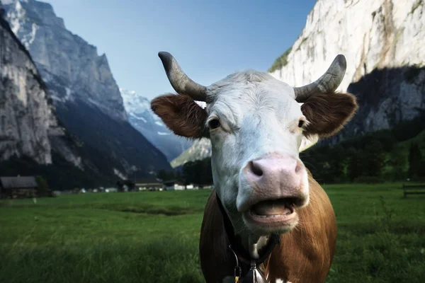 Kuh auf Alm. Jungfrau Region, Schweiz — Stockfoto