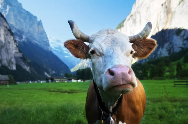 Kráva na Alpy. Region Jungfrau, Švýcarsko — Stock fotografie